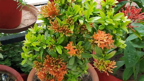 ixona|How to Grow and Care for Ixora